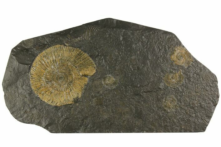 Dactylioceras Ammonite Cluster - Posidonia Shale, Germany #180348